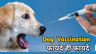 Dog Vaccination Benefits In Hindi / Dog Vaccination Schedule (With Prices)