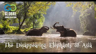 The Disappearing Elephants of Asia