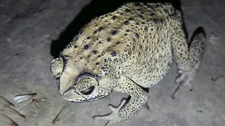 Frog Eating Insects - Frog Video - Frog Sounds Mendhak