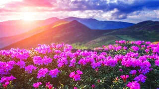 The Most Beautiful Flowers Collection for Relaxation - Soothing Music to Relieve Stress