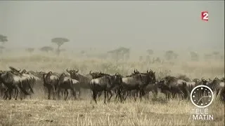 Migration : dans les plaines du Serengeti