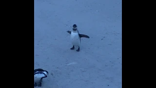 Weird Penguin can't walk @ Simon’s Town, South Africa. FUNNY!!