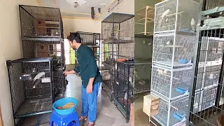 Tour of FS Aviary|| LoveBirds|| Raw, Pathari, Alexandrine|| Ring neck|| Birds Breeding Farm.. Part 2