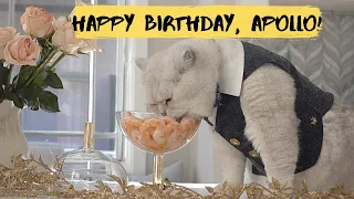 How cat Apollo celebrated his 8th Birthday