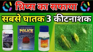 थ्रिप्स के लिए सबसे घातक कीटनाशक Thrips attack and control | Delegate, Regent, Fipronil insecticide