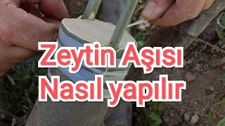 ZEYTİN AŞISI NASIL YAPILIR ( kabuk altı kalem aşısı ) Olive Grafting