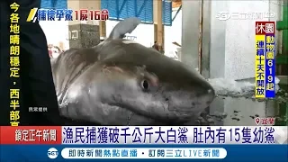 宜蘭漁民外海捕獲破千公斤大白鯊　打開肚子一看好悲傷...有15隻小鯊魚│記者吳軒彤 黃國瑞│【LIVE大現場】20190321│三立新聞台