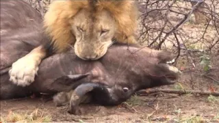 Lion kills buffalo at krugerpark having diner