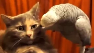 Cat VS Parrot, Super Cute!