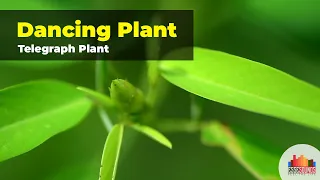 The dancing tree | Telegraph Plant | Dancing Plant | Codariocalyx motorius | Dancing plant benefits