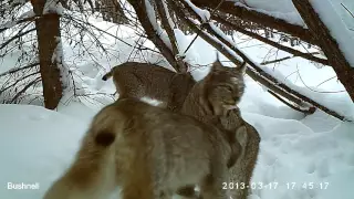 Mother Lynx and Kittens