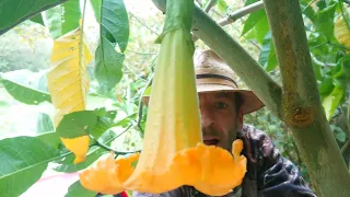 HISTORY FUZZ - Brugmansia - Devil's Breath