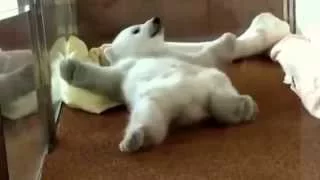 Cute Baby Polar Bear Waking Up