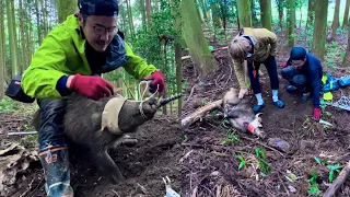 山で野生のイノシシを狩って殺して食べる