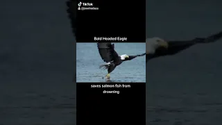 bald headed eagle saves salmon fish from drowning