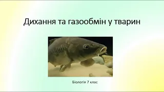 Біологія. Тварини. Дихання тварин та газообмін