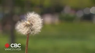 'Unusually early' start to allergy season in B.C. linked to changing climate