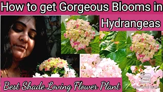 How to grow and care hydrangea flower plant, best shade loving flower plant - Hydrangeas care