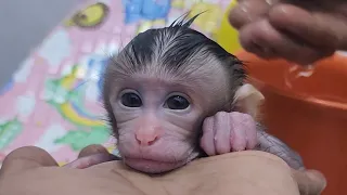 Newborn Baby Monkey Chico First Time Bathing beauty