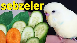 What vegetables can budgies eat