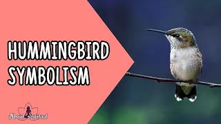 Hummingbird Symbolism Meaning (In The Bible, Death, Native American)
