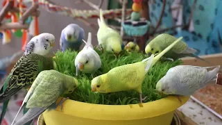 So many Budgies play with millet grass! + Bonus millet sprouting guide