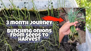 My 3 Month Journey of Planting Bunching Onions From Seeds in Hydroponics