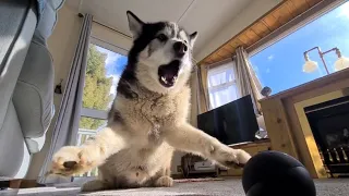 Husky gets insulted by Alexa and isn't happy! Part 2