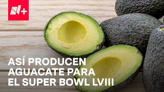 Aguacate mexicano: Este es el camino que recorre para llegar al Super Bowl LVIII - En Punto