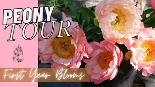 FULL PEONY TOUR: Peony Garden Tour - Coral Supreme, Sarah Bernhardt, Duchesse de Nemours, and More!