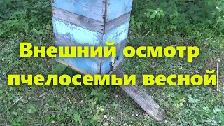 Улей и работа на пасеке: внешний осмотр пчёл (пчелосемьи). Про пчёл (для начинающих пчеловодов).