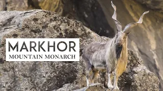 Markhor Documentary I Wildlife Documentary