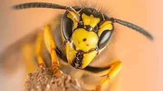 Insectos Depredadores Nivel Dios - No Hay Salida