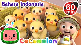 Belajar Angka dengan Anak Ayam🐣🐤🐥 | CoComelon Bahasa Indonesia - Lagu Anak Anak | Nursery Rhymes