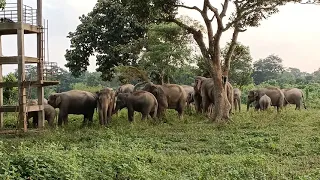 elephant trying to attack man🐘