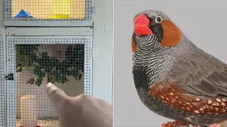 Breeding zebra finches: So many babies in the aviary.