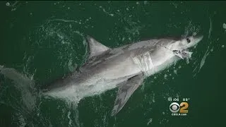 Beaches Stay Closed As 12-Foot Shark Spotted In San Clemente