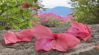 2023/04/29 　葭始生・霜止出苗　癒しのひじかわじかん　〜愛媛県大洲市〜