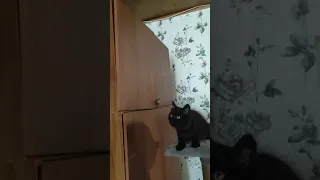 Маленький Чернуха скоро обгонит папашу 😻 умный котенок