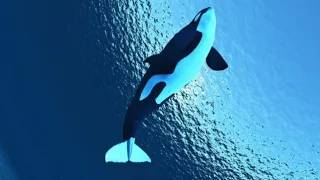 💦🐳Водоплавающие млекопитающие🐳💦 Косатка. Кратко и ясно | World of Amimals