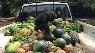 Grocery Day for Liberia Chimps