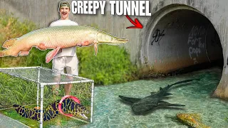 24 HOUR Tunnel Fish Trap Catches CANAL MONSTER...