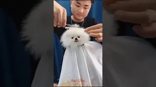 【Compilation】Dog Pet Puppy Pomeranian Grooming Teddy bear style ! dogs story! #short 52