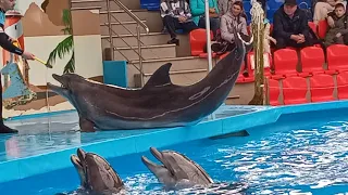 #Дельфинарий Адлер Сочи Парк