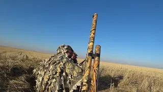 Охота на гуся в Казахстане 2020г