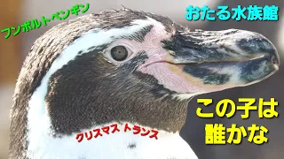 Panasonicデジタル4Kビデオカメラ  小樽水族館 ペンギン🐧 Panasonic HC-X1500撮影映像