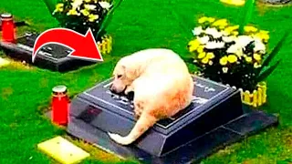 Perro se niega a dejar tumda de extraño. cuando policías abren la tumba, quedan paralizados!