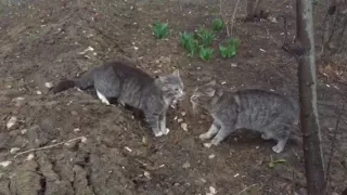 Пение Котов перед боем