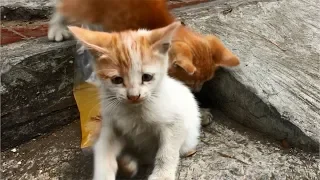 Hungry Mom Cat Meowing Loudly For Food After Feeding Her Kittens, Anak Kucing Lucu, Cats Meowing