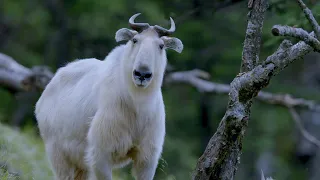 CGTN Nature: Qinling Mountains Series | Episode 6: Takins on the Move